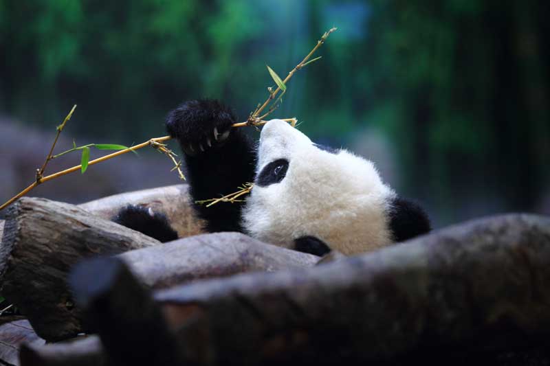 Panda fever in S China