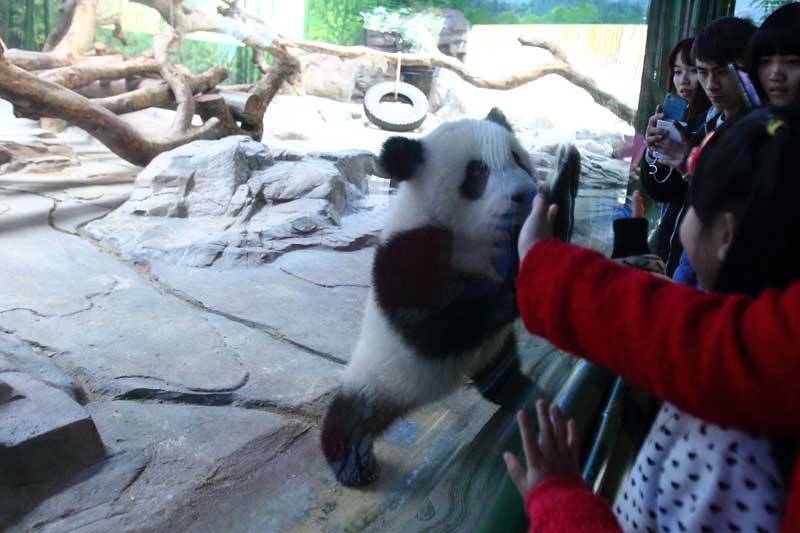 Panda fever in S China