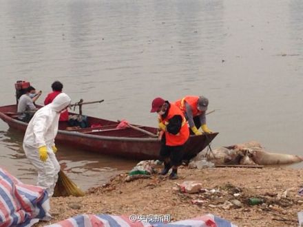 131 dead pigs found in Chinese river