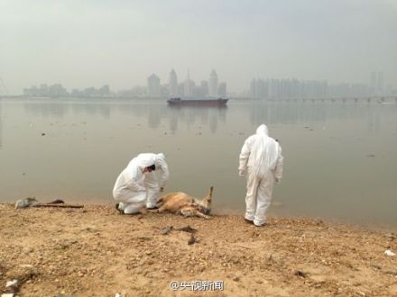 131 dead pigs found in Chinese river