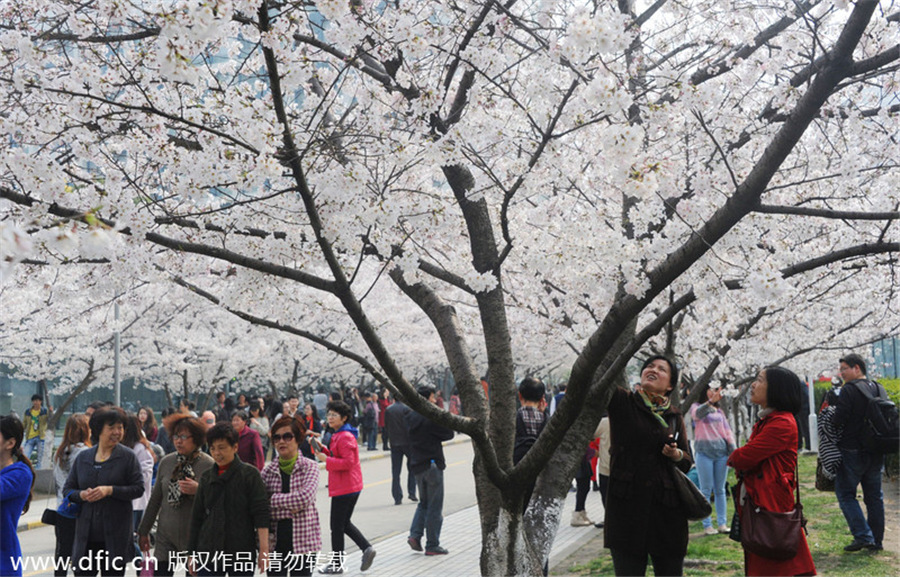Cherry blossom in full bloom at Tongji University