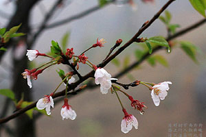 Spring blossoms