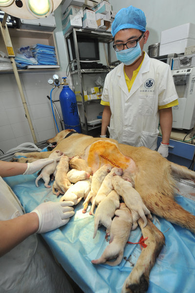 Labrador gives birth to 14 puppies in Fuzhou