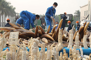 Political advisor dismissed over ivory trading