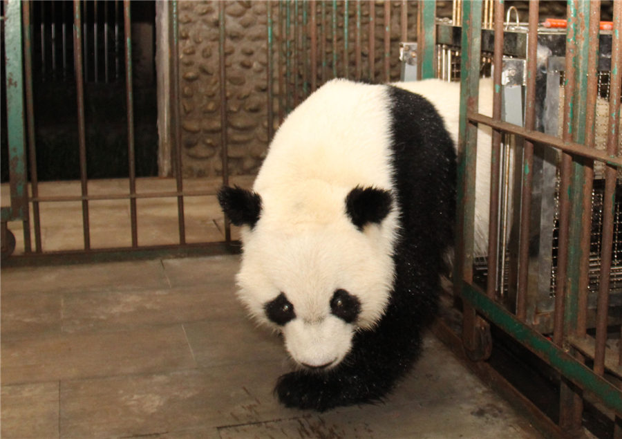 US-born pandas arrive at Chinese research base