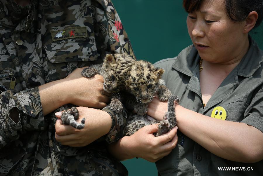 Newborn leopard cubs seen at Shenyang zoo