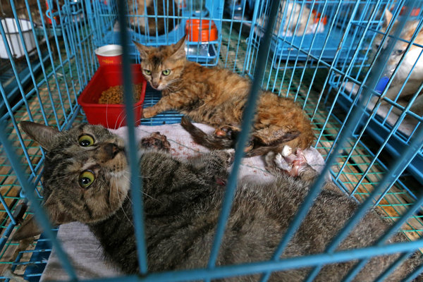 Adopter counts the costs of cat rescue