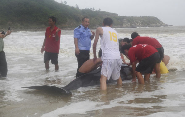 Whale stranded by typhoon is helped back into ocean