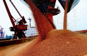 Alarm bells start ringing over illegal sales of GM rice