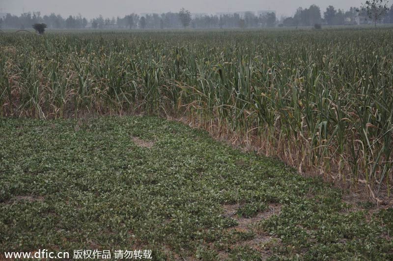 Severe drought hits Central China's Henan province
