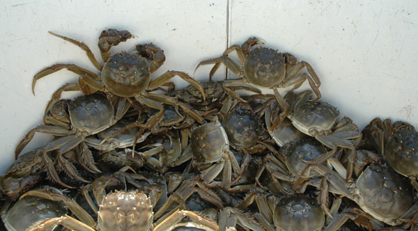 Crab harvest in China's Yangcheng Lake