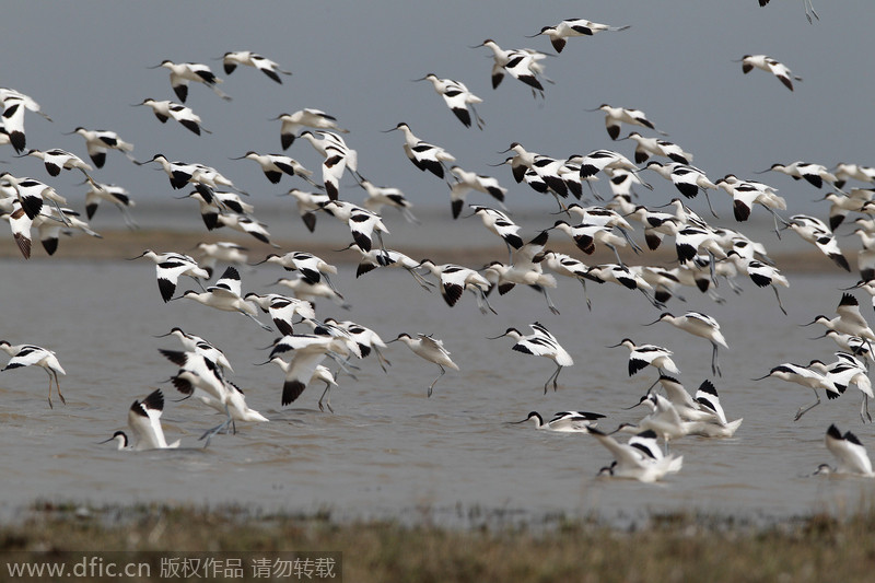 Poyang Lake witnesses its migratory guests