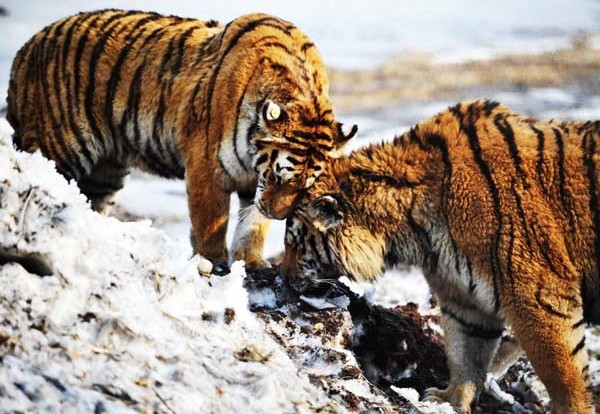 Putin's tiger keeps Chinese reserve on tenterhooks