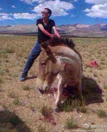 Two jailed for killing endangered donkey in Tibet