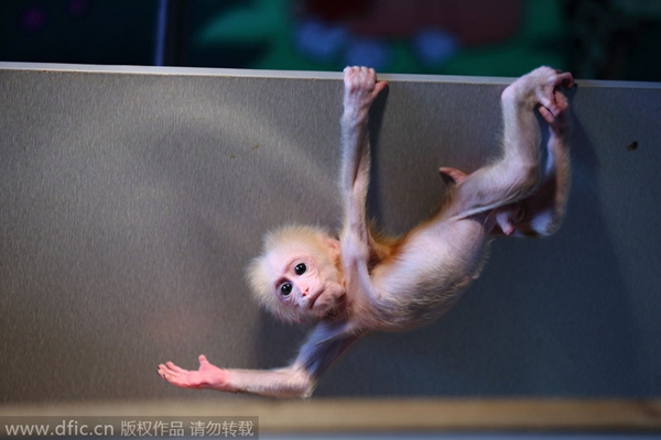 Gymnastic baby monkey wows tourists