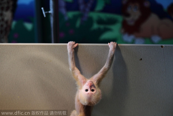 Gymnastic baby monkey wows tourists