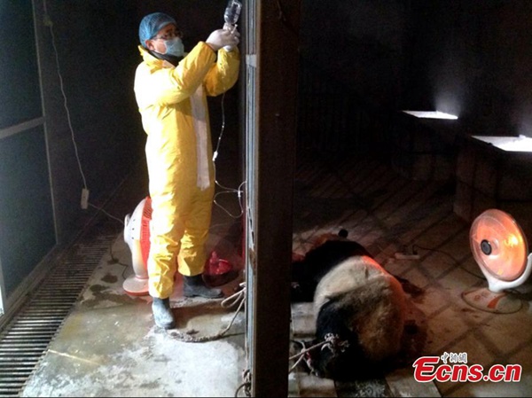 Ill pandas under treatment in NW China
