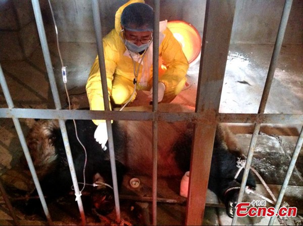 Ill pandas under treatment in NW China