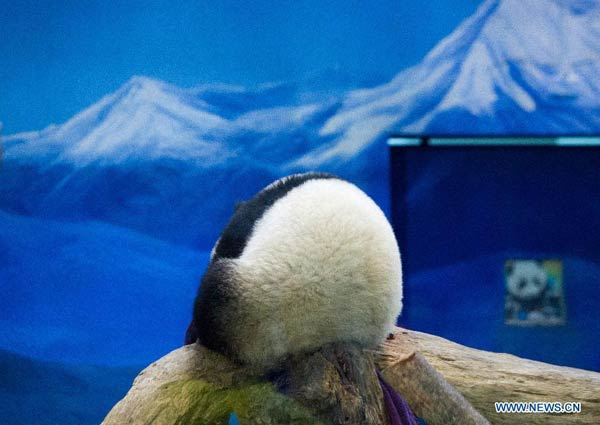 Giant panda cub 'Yuanzai' takes first bite