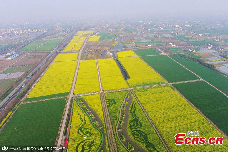 'Silk Road' captured in planted field