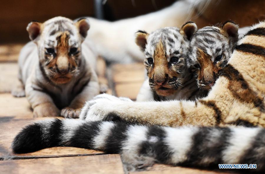 Siberian tiger cubs in NE China