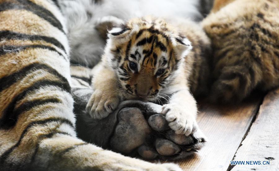 Siberian tiger cubs in NE China