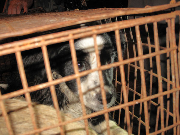 Concern for animal welfare spells the end of dog meat restaurants