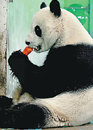 Panda lease system to be reformed