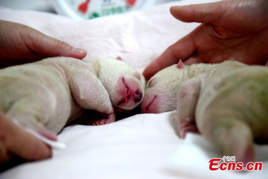 Polar bear gives birth to twin cubs