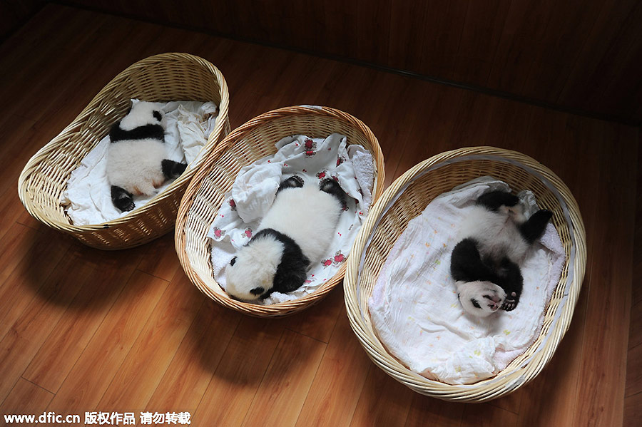 New-born giant panda cubs make their debut in Sichuan