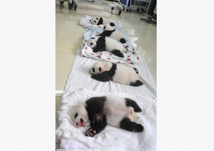 New-born giant panda cubs make their debut in Sichuan