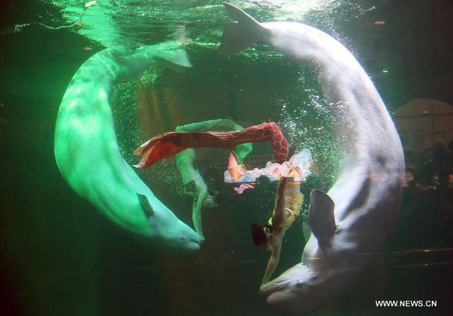 Shark Awareness Day marked in Beijing Aquarium