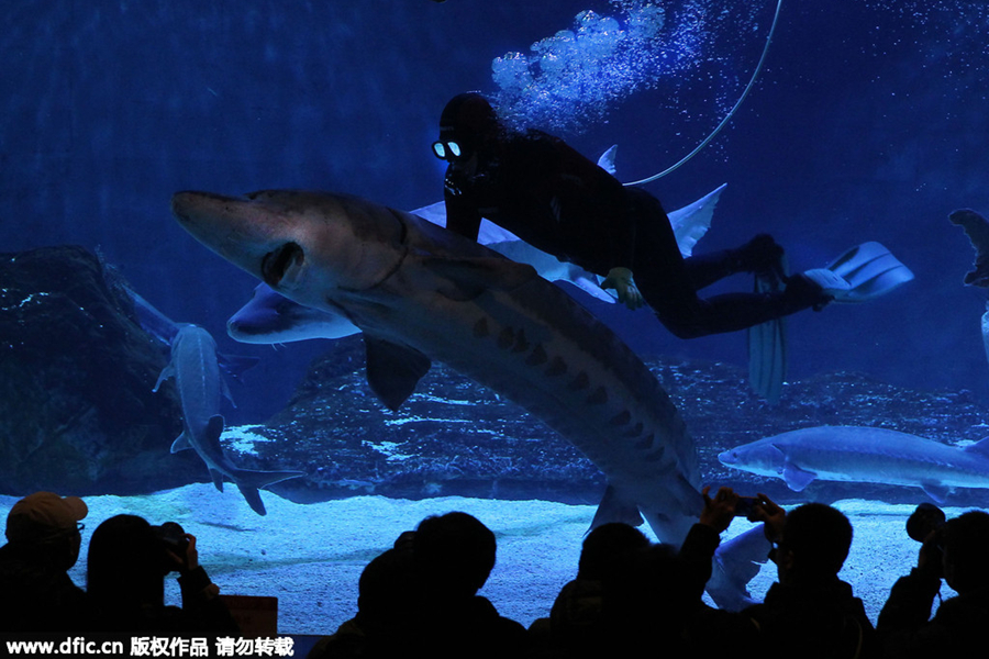 Biggest wild Chinese sturgeon seeks treatment in Beijing