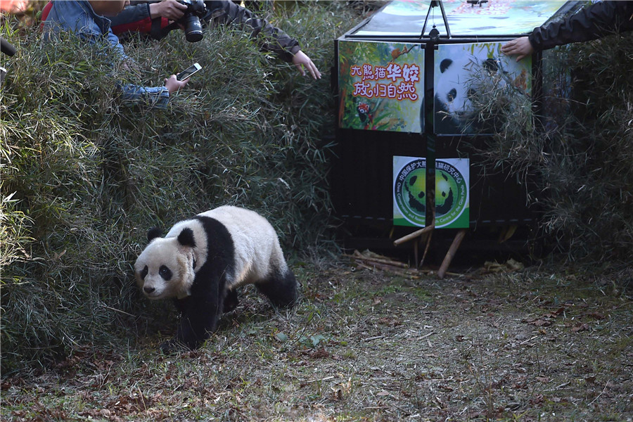 Fifth panda released into the wild in Sichuan