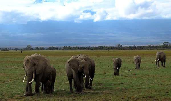 Chinese 'ambassadors' shine spotlight on bloody ivory trade
