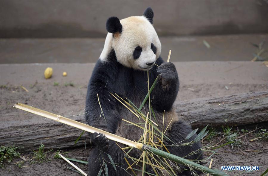 Number of giant pandas in China reaches 422