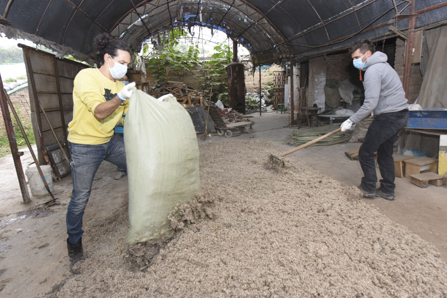 Foreigners learn mushroom cultivation skills in Xi'an