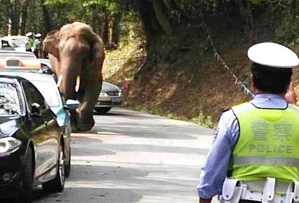 Elephant damages cars on tourist road