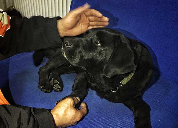Stolen guide dog turns up bearing note of apology