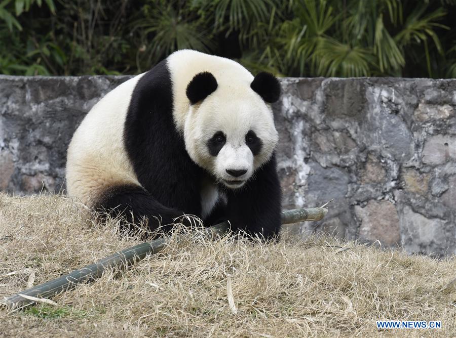 Two giant pandas leave China for new home in ROK