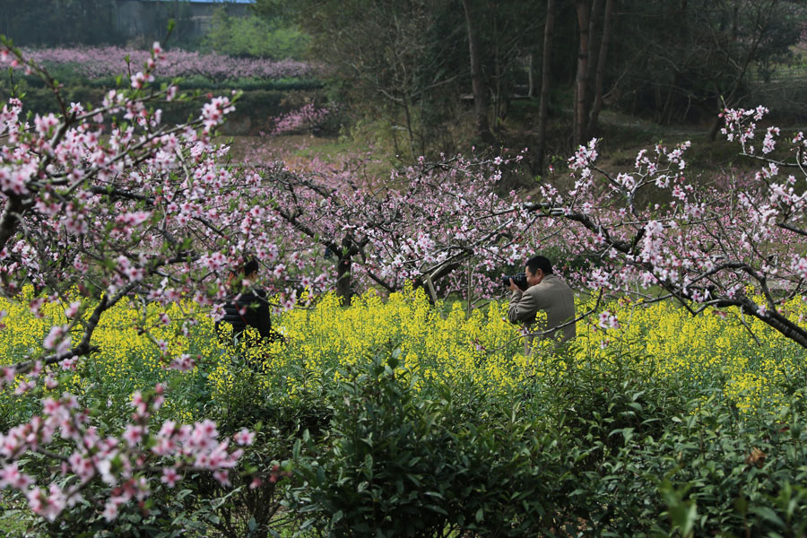 Chasing Spring blossoms in China