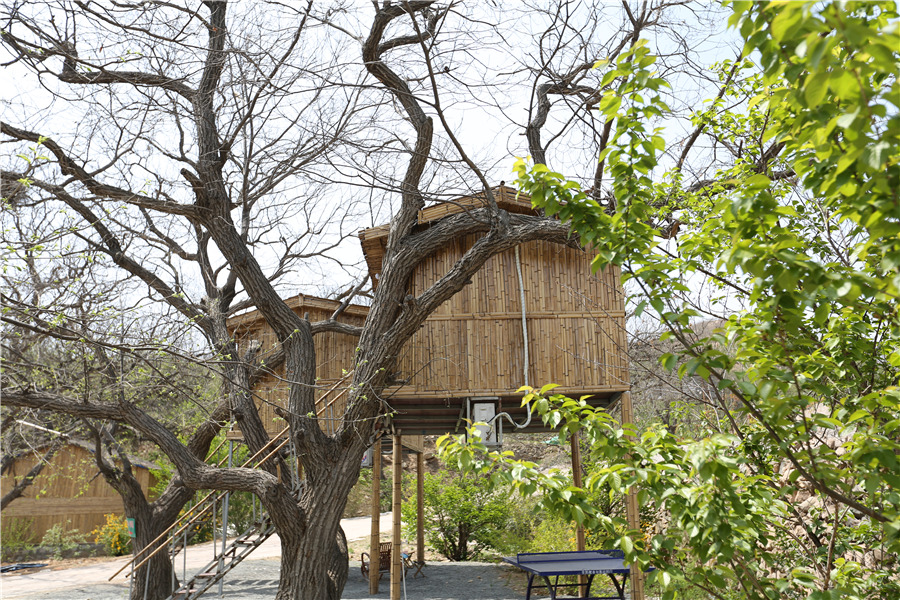 Dine in a tree: Shandong's ecotourism attraction