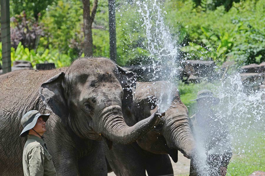 Staying cool at the zoo amid Shanghai heat wave