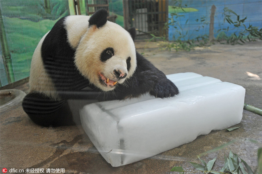 Animals look for ice, shade to beat heat in Hubei