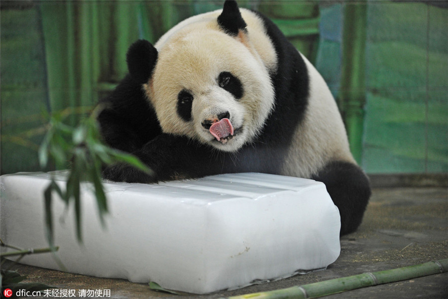 Animals look for ice, shade to beat heat in Hubei