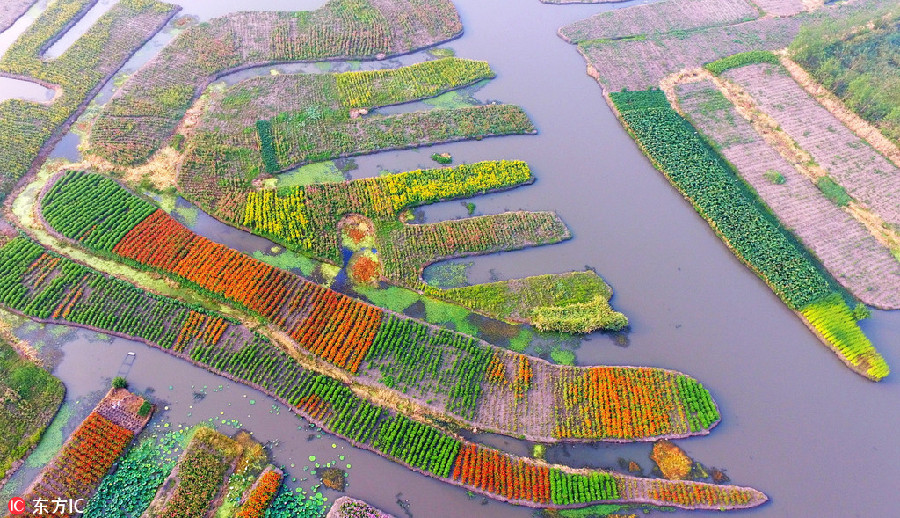 Colourful marigolds seen at scenic spot in Southeast China