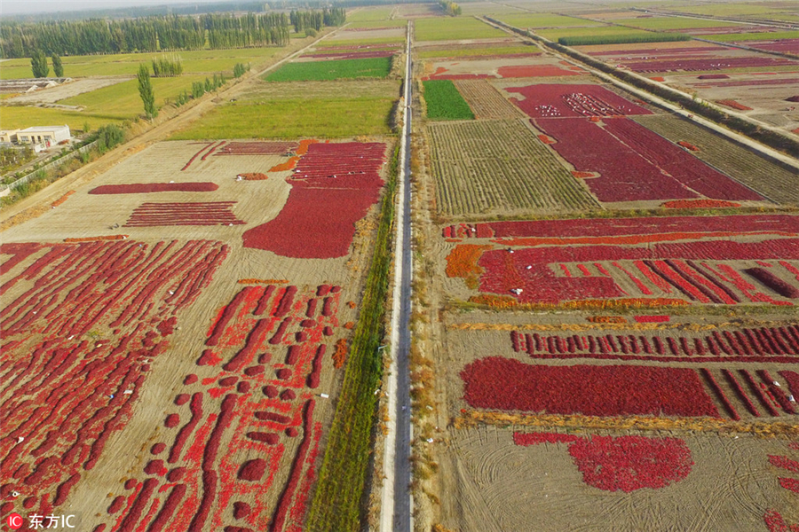 Harvesting bright red chilies in Xinjiang