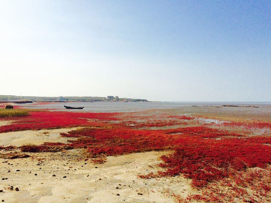 Beautiful red beach has stunning views in Northeast China
