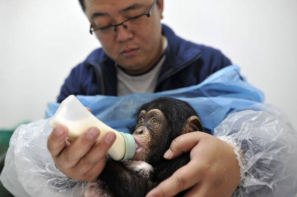 Baby chimpanzee loves her 'mannies'