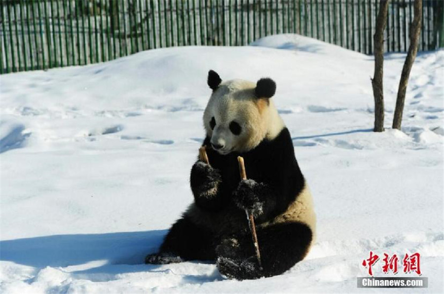 New home, new scenery: Giant pandas' first winter in NE China